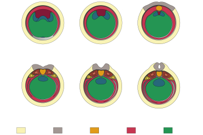 Etapes de la neurulation chez les Batraciens - infographie